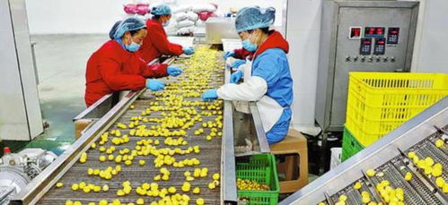 農村創業新思路 三個投資小、前景好的小型加工廠項目